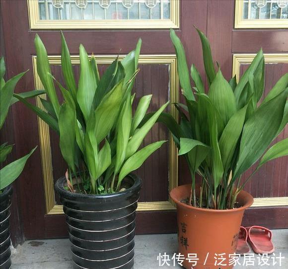 太阳花|8种“漂亮花”,堪称“不死花”,随便养一养,新芽爆满缸