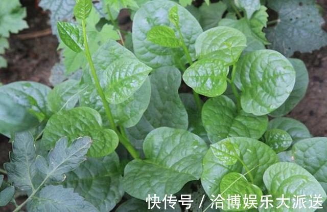 木耳菜|3种吃剩的“菜杆子”,丢土里,长成一片“绿萝”,3天采摘一大盆