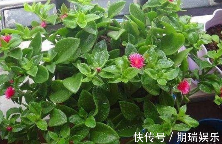 “两种花”沾土就能活，七天就生根，现在扦插还来得及！