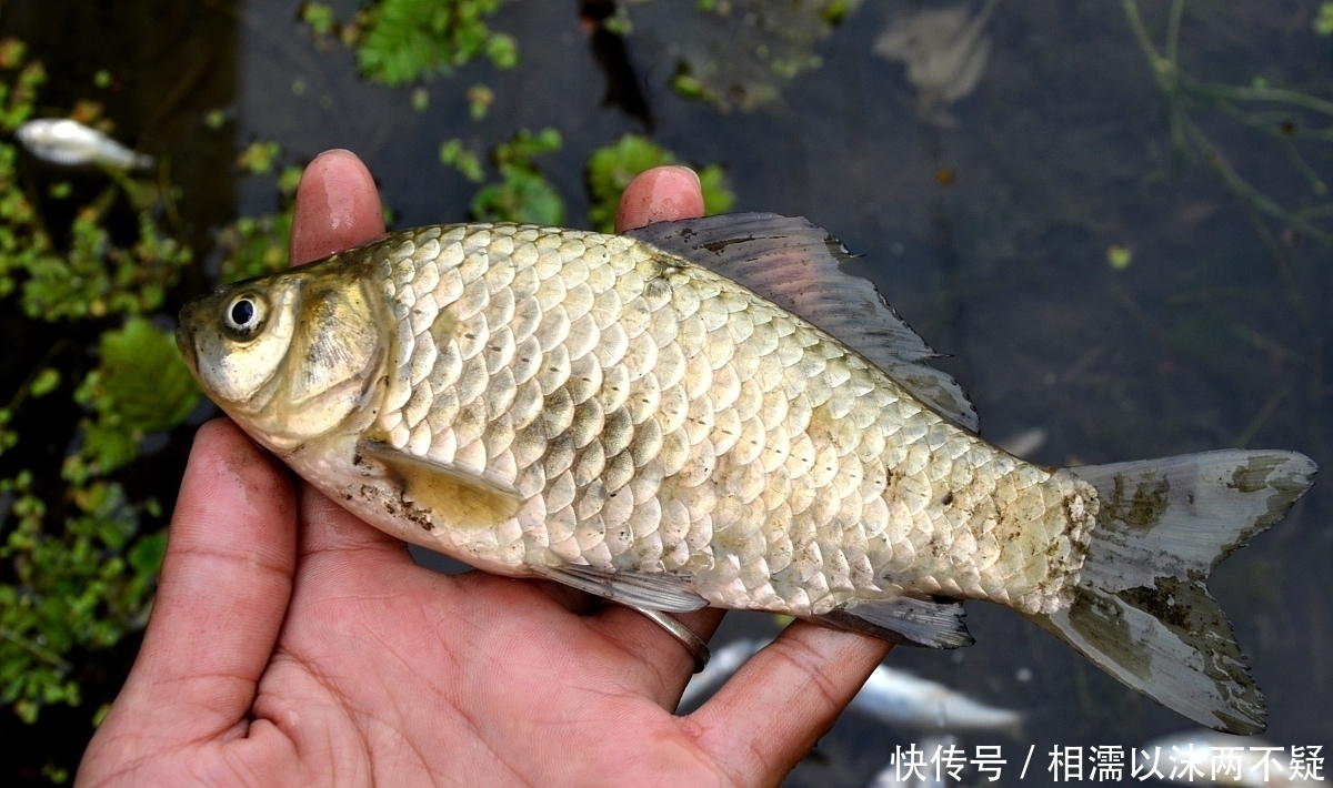铅皮|钓鲫鱼:搓饵改为拉饵,有人讲需要上推浮漂10CM,有毛病吗?