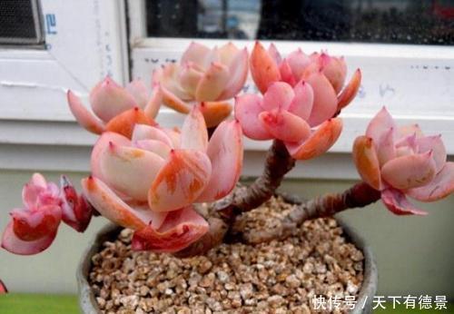 3种“黑马”多肉，小苗很普通，控养逆袭仙气十足，谁见了都夸美