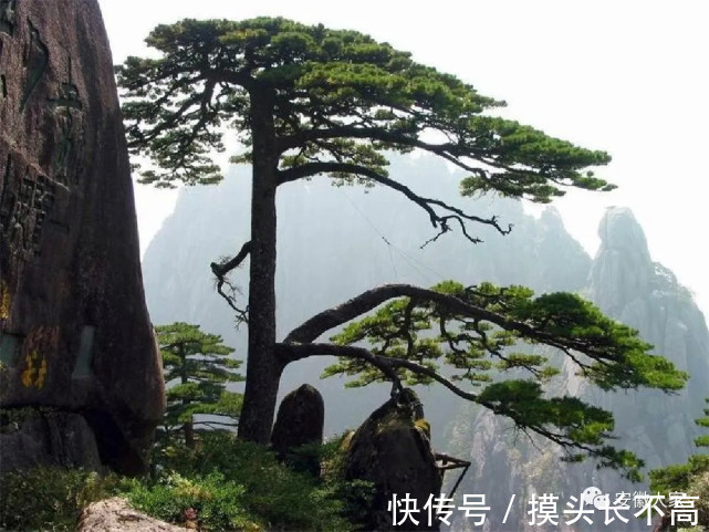 黄山松|黄山归来不看岳