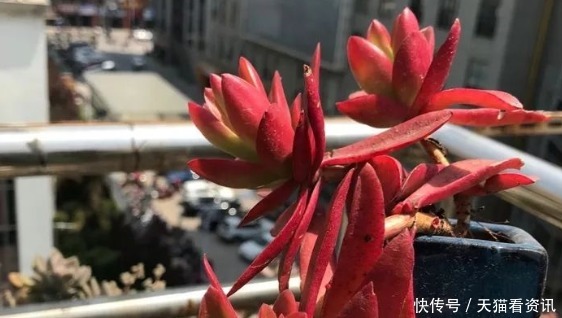 不如养盆多肉“火祭”,记住3个小技巧,养出红艳似火的多肉火祭