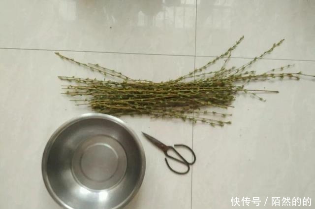 养花先养根,浇灌2种水,根系长的“洁白稠密”,轻松变爆盆!