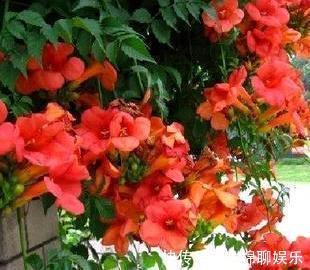 熟悉而陌生的“凌霄花”，掐个枝埋花盆，几年吃掉你的房，太猖狂