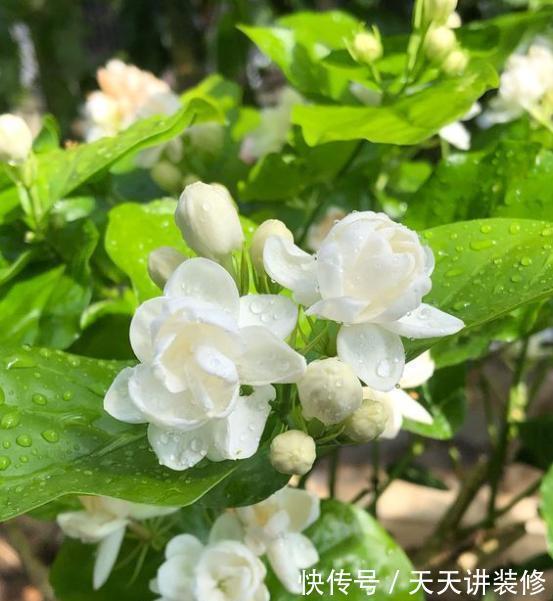 肥大花|7种“漂亮花”,天热要加“大肥”,肥大花大,缺肥耽误一年花