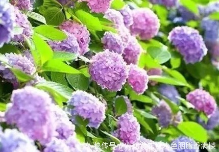 月月红|谁说懒人不能养花这三种既耐旱又耐晒,新手都能轻松养爆满盆