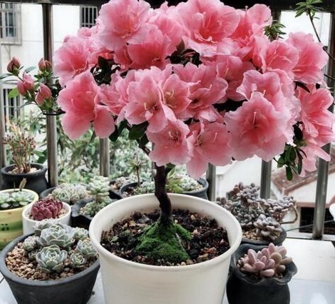 “2种天天花”家里养一盆，一年300多天有花看，好养又漂亮，值！