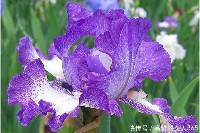 50种植物花语,不要再傻傻送错花了