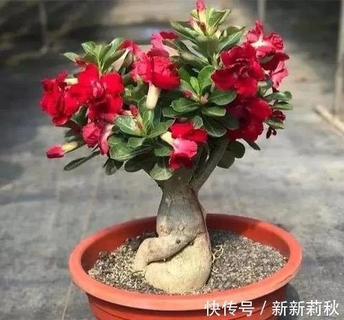 家里养花选它,小盆种少浇水,容易长满盆,适合新手!