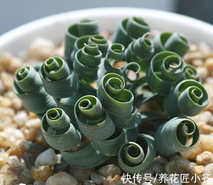 适合现在栽种的5种“小种球”,冬季就能开花,一盆满屋飘香