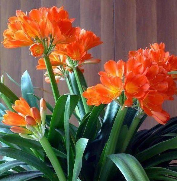 适合冬天养护的花卉,开花爆盆很简单,满树都是花朵