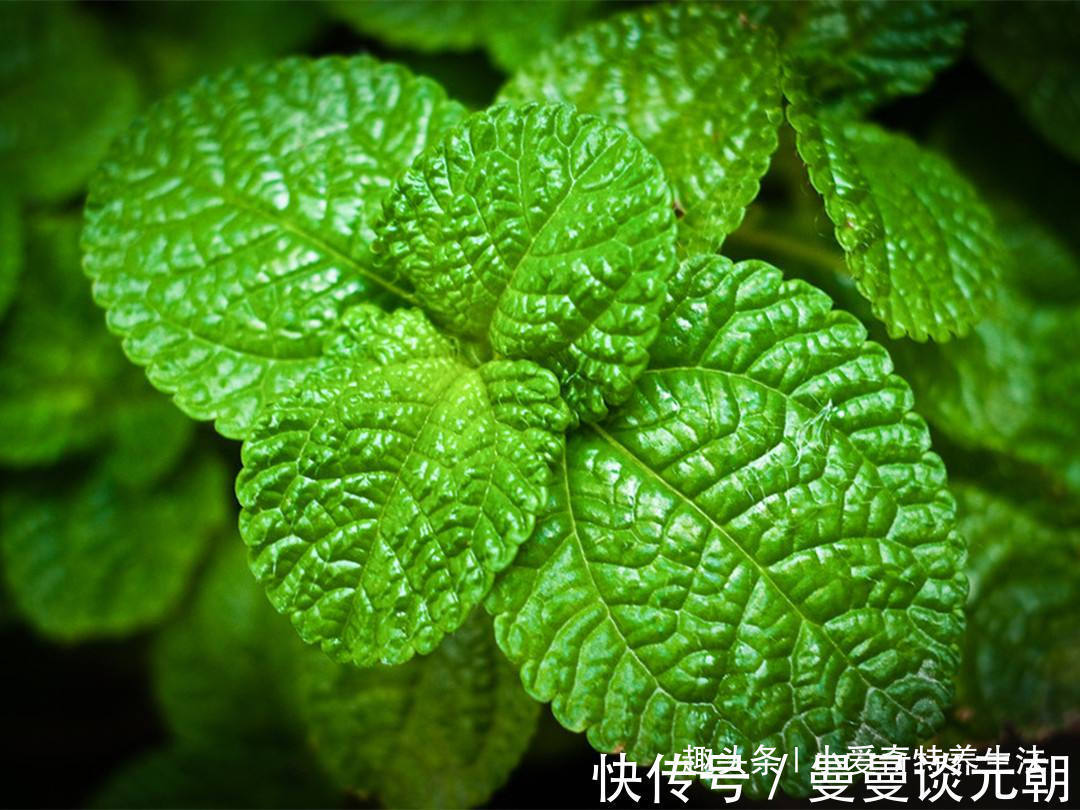 野草|晚上睡觉经常失眠怎么办摘几片路边的这种野草，能提高睡眠治疗