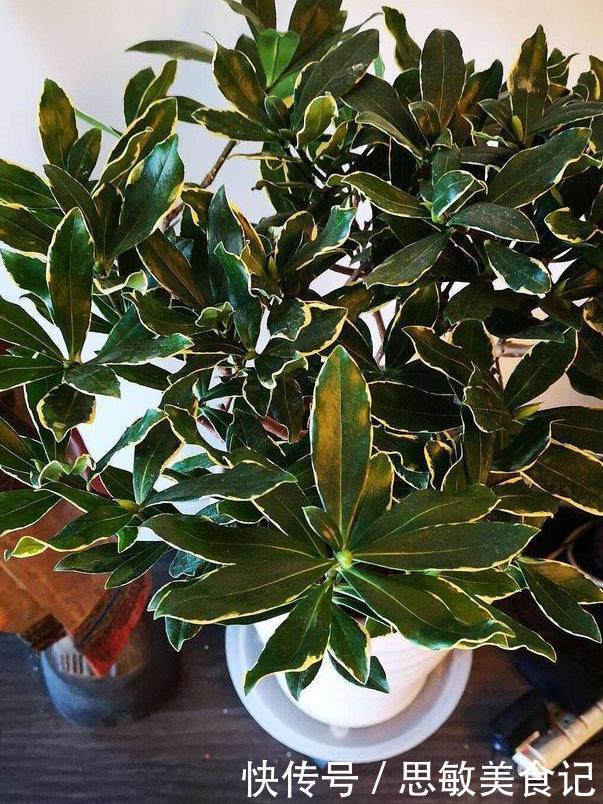 养月季、茉莉不如盆栽金边瑞香,花期长、花朵多,花开满屋飘香