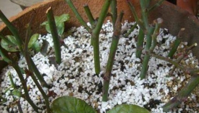 别再花钱买生根粉，那才是万能的生根剂，养啥都能长大白根