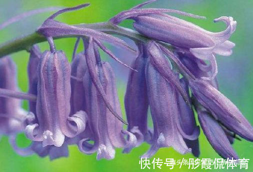 “优良品种”橙雀三角梅,花开爆盆,美艳优雅,可以说是养花首选