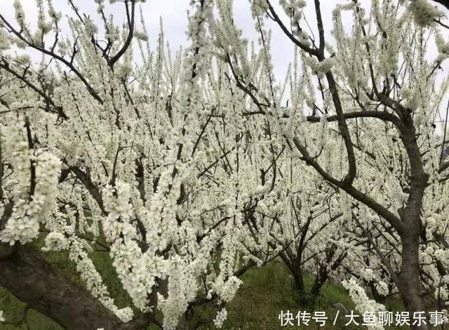 “云”赏花！镇宁李花樱花醉游客