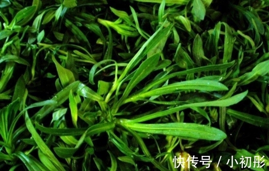 润肺|长得像野草,却是“救命菜”,润肺止咳,如今不多见,遇到莫错过