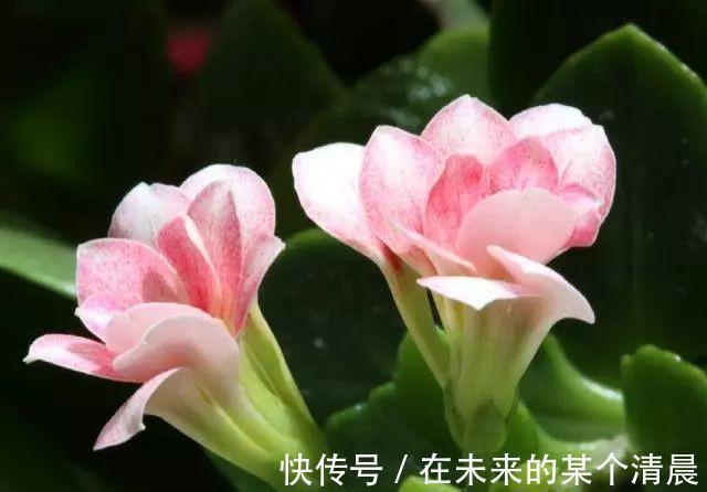 长寿花|这4种花,剪个枝插水里,10天就生根,当下季节最佳