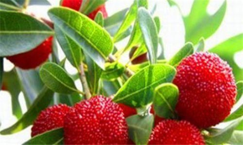 养生|人到中年推荐常吃3种食物，滋阴补气，排毒养颜，增强抵抗力