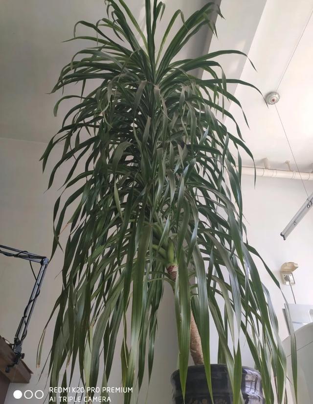 叶子|嫌花长的丑，趁现在砍头，满盆都是新叶子！