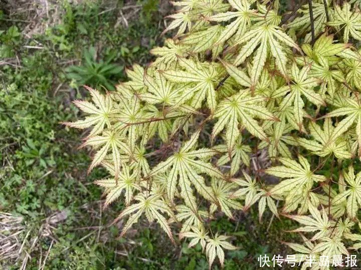 太仙了！浙江男子卖网红植物，年入百万！它在春天竟然如此美丽