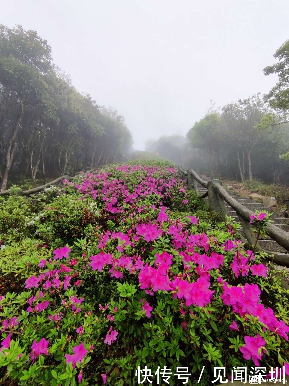 三月的深圳百花盛开，哪里是踏春赏花的好去处？答案都在这里了