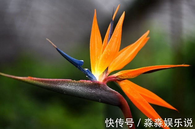 蝴蝶兰|花市买花要注意，这4种再便宜也不能买，娇气又难养