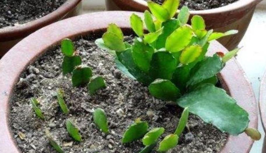 非洲堇|9月了,赶紧扦插这些花卉,生根快成活率高,培育多盆成大户