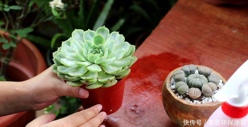 光照|闷养多肉叶子无光?拿出去这么晒,1周就变成好看的糖果色