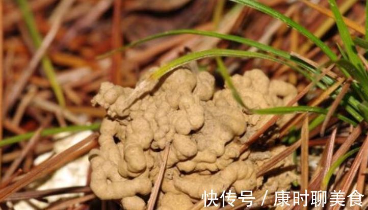 出门随手捡“3物”回来，丢兰花盆里，营养又透气，不烂根开花多