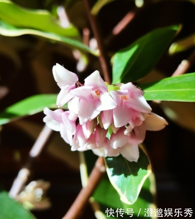 客厅|喜欢养芳香花卉的人，客厅只养一盆“夺香花”，好闻又大气