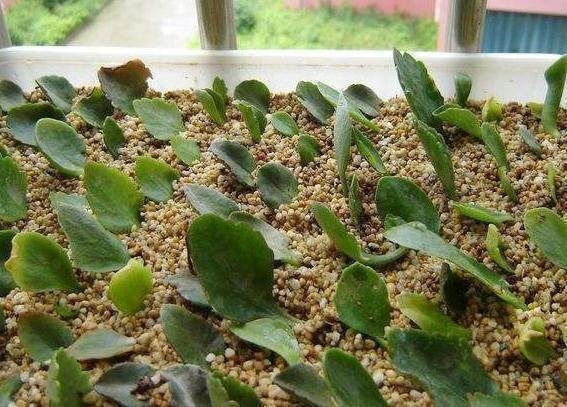 漂亮的花用剪碎的叶片,都能插活一大盆,谁说扦插难