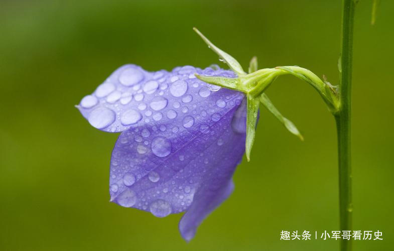 此花是一种珍贵药材,花色明亮素雅,颜色多变,是温柔可爱的象征