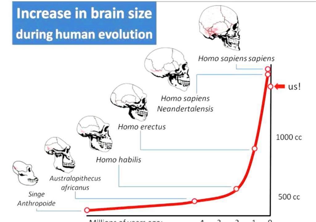 直立人|为什么动物分娩后代那么轻松,人类生孩子却疼得撕心裂肺?