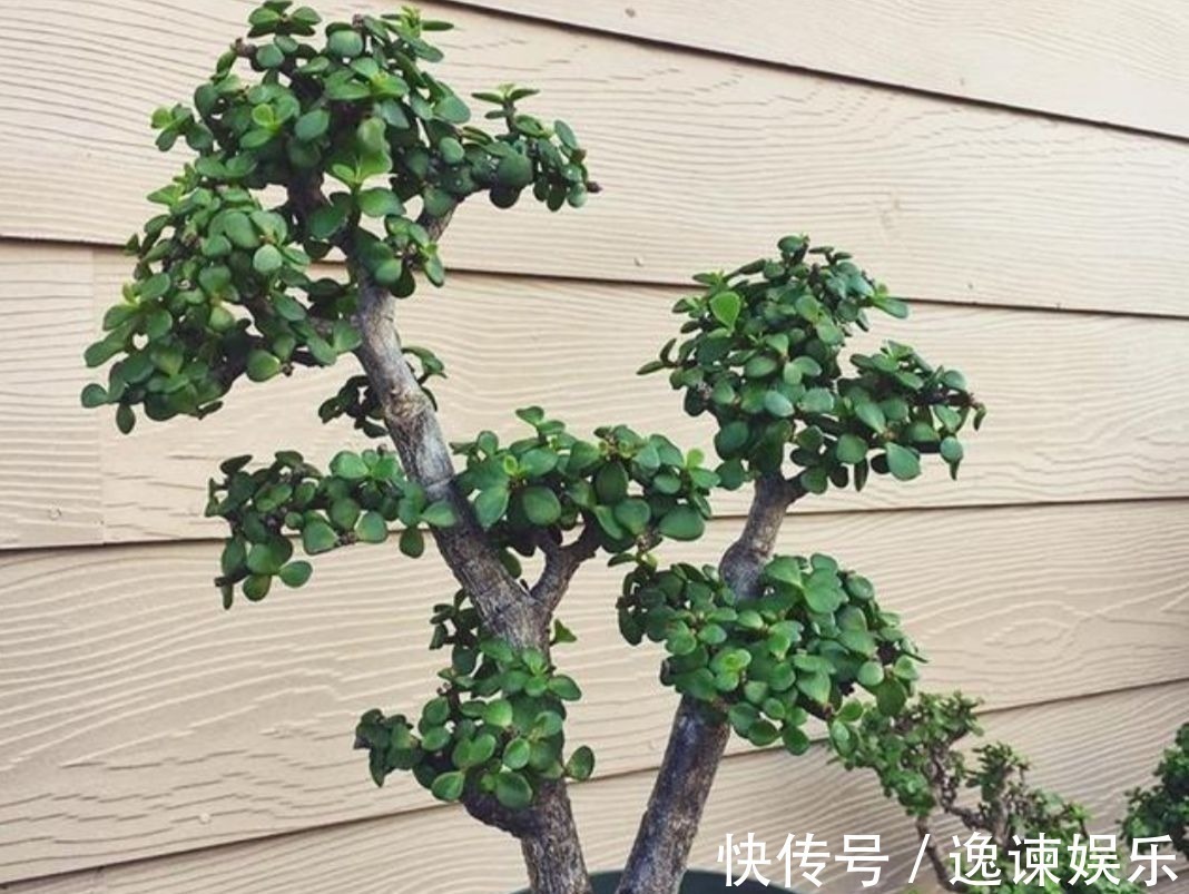 枝条|2种植物长得快,三五年养成老桩,越养越值钱