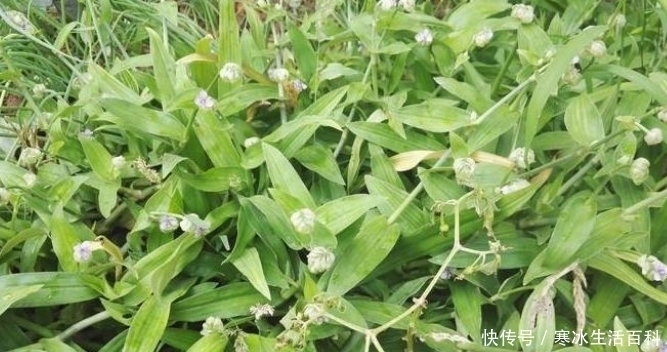化痰|民间称之为“癌草”，有化痰治病的功效，常被农民当杂草除！