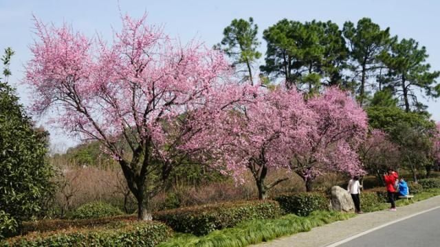 中年|粉哒哒的超山美人梅压轴登场！过了这个“春”，再“梅”这个景