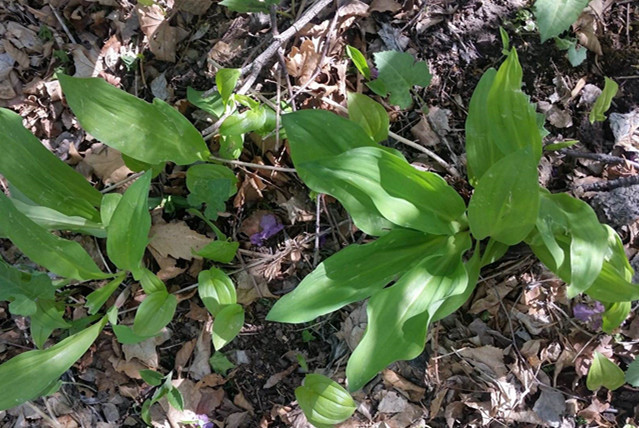 鳞茎|农村生长的这种草本植物，生长方式独特，却有治疗血瘀肿痛的功效