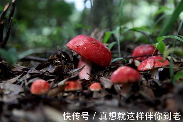 颈淋巴结核|这六种野菜在农村都十分稀少,药用价值极高,更是有防癌的奇效
