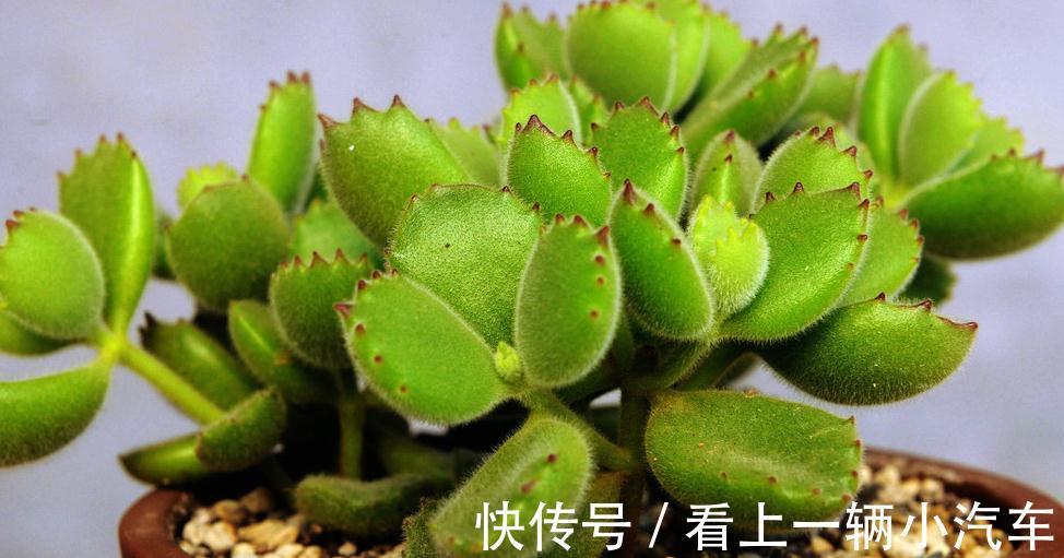 养多肉植物潮土上盆详细步骤,多肉植物艰难时期开始了