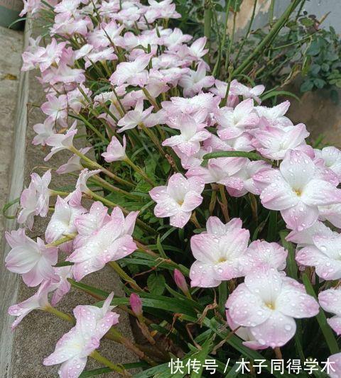 茉莉花|这三种花，越淋雨越爱开花，夏天赶紧搬出去
