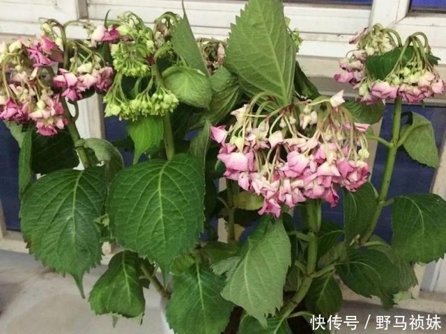 叶子|6种花一天不浇水，叶子就耷拉，缺水3天就死翘