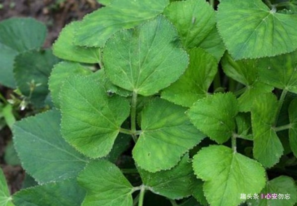 香梨|女性常吃以下食物，肌肤保持年轻红润，不长皱纹，抗衰老，更年轻