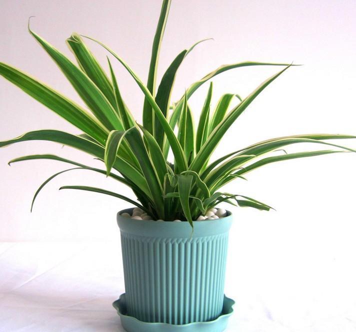 吊兰|农历8月2日开始,养花养个耐看的,花朵蹭蹭开爆盆,个个清新高雅