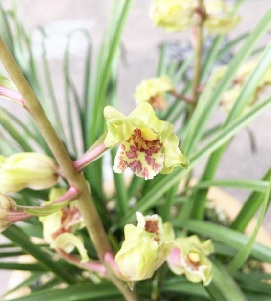 曾获奖多次的兰花,花姿好看,花香四溢,曾一苗难求,