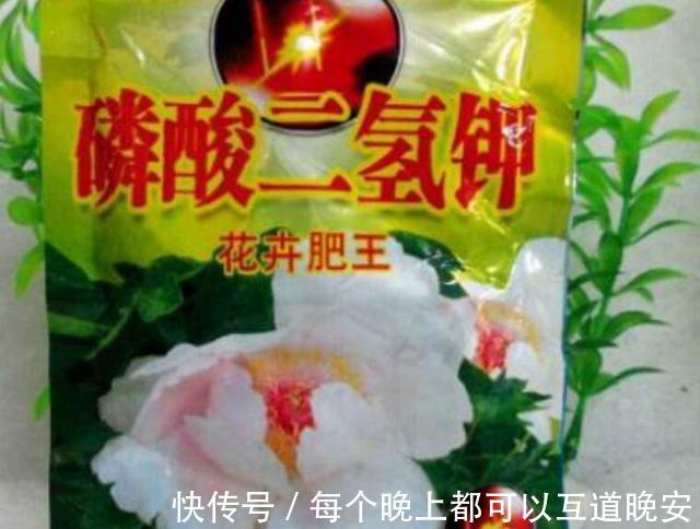 养花还用磷酸二氢钾2种废料家家有，就是磷钾肥