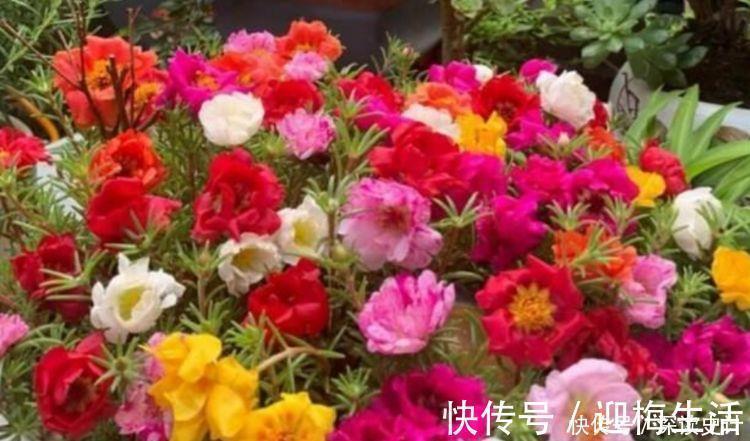 观赏价值|最有仙气的4种花,迷人的花朵,开满整个花盆,越养越喜欢