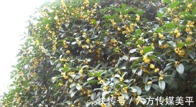 富贵&“院中有五树,子孙一直富”,这五树说的哪些树,有科学依据吗?