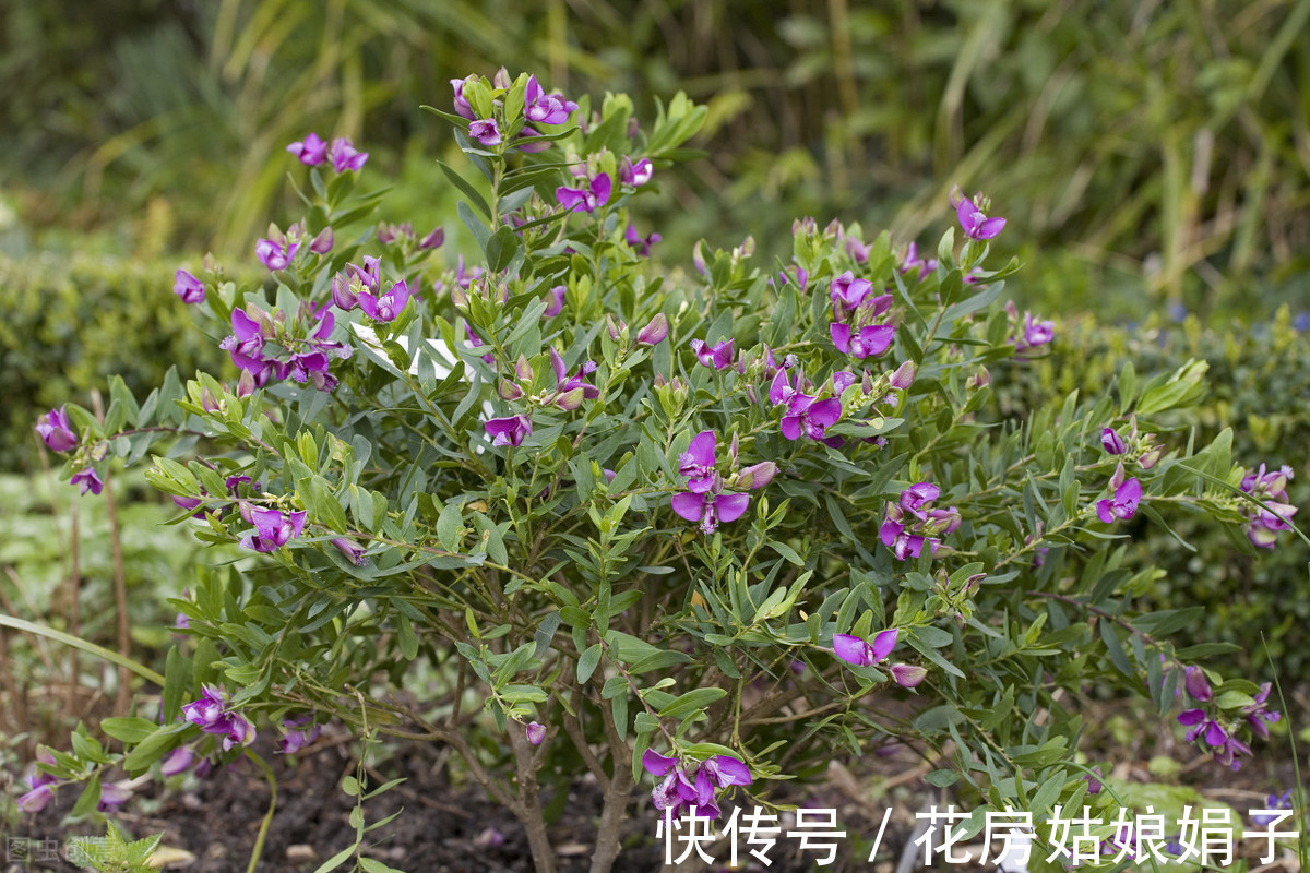 花友们|给花儿经常喂点这4种药水，花儿10年不烂根，新芽蹭蹭往上冒